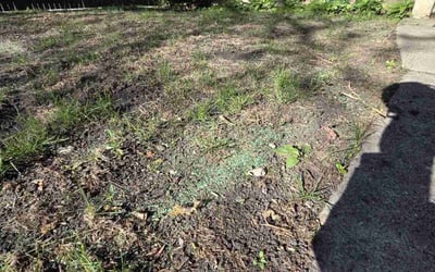 Photo of Justin D.'s yard after getting landscaping in La Grange, IL