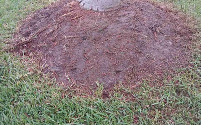 Photo of Kathy W.'s yard after getting landscaping in Middleburg, FL
