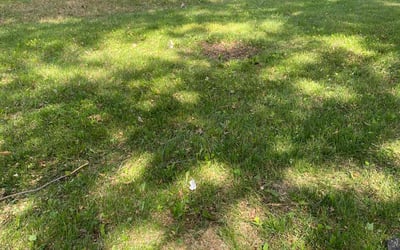 Photo of Mark S.'s yard after getting landscaping in Lansing, KS