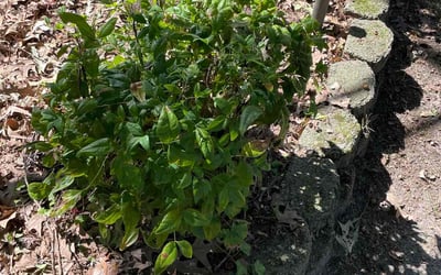 Photo of Tevran G.'s yard after getting tree care in Hampton, VA