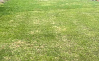 Photo of Susan S.'s yard after getting landscaping in Goshen, NY