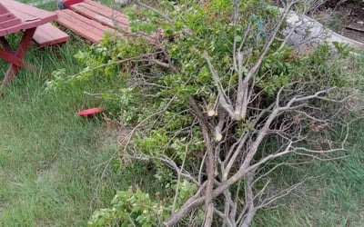 Photo of Debania C.'s yard after getting tree care in Fairplay, CO