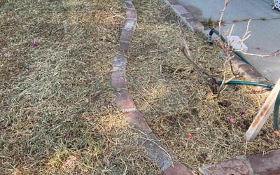 Photo of Lane L.'s yard after getting landscaping in Malibu, CA