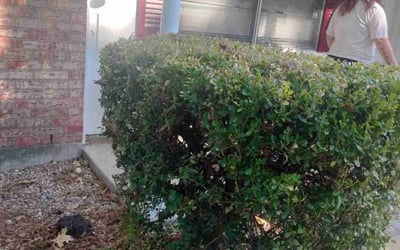 Photo of Chris L.'s yard after getting landscaping in Bridgeport, TX