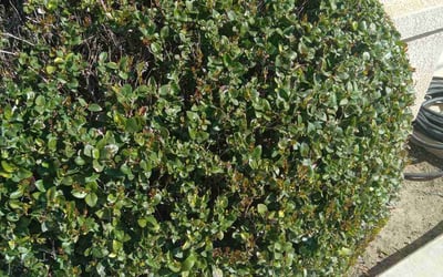 Photo of ALge M.'s yard after getting landscaping in Rosamond, CA