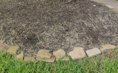 Photo of Nicole D.'s yard after getting landscaping in Missouri City, TX