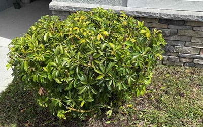Photo of Tim C.'s yard after getting tree care in Lakeland, FL
