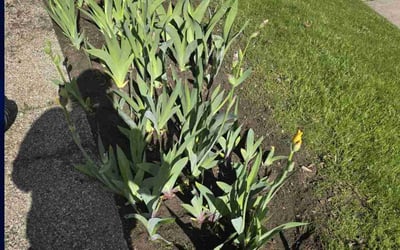Photo of Bonnie M.'s yard after getting landscaping in Grand Rapids, MI