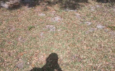 Photo of Brooke B.'s yard after getting landscaping in Nobleton, FL