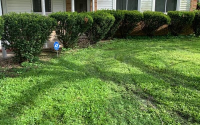 Photo of Maria B.'s yard after getting landscaping in Verona, KY