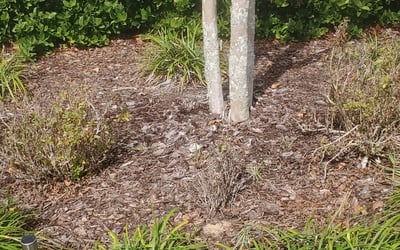 Photo of Joseph R.'s yard after getting landscaping in Babson Park, FL