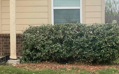 Photo of Tabatha D.'s yard after getting landscaping in Peggy, TX
