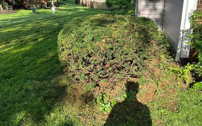 Photo of Ryan R.'s yard after getting landscaping in South Bloomingville, OH