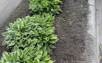 Photo of Kevin G.'s yard after getting landscaping in Saint Francis, MN
