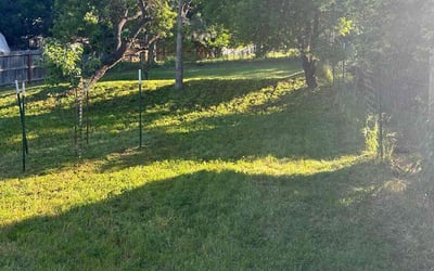 Photo of Sean B.'s yard after getting tree care in Eugene, OR