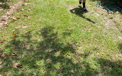 Photo of Don P.'s yard after getting landscaping in Penney Farms, FL