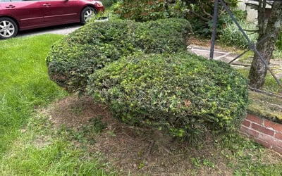 Photo of Eleni K.'s yard after getting landscaping in Youngstown, OH