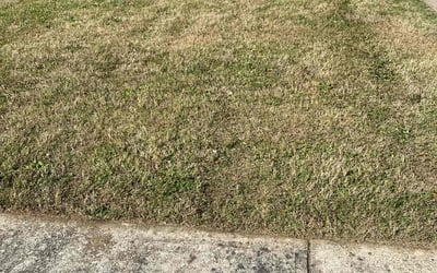 Photo of Marguerite B.'s yard after getting tree care in Ellenwood, GA