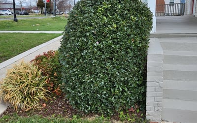 Photo of Mark K.'s yard after getting landscaping in Middleburg, VA