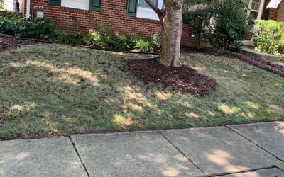 Photo of Jim_Carla A.'s yard after getting tree care in Clinton, MD