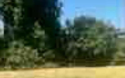 Photo of Justin S.'s yard after getting tree care in Encinitas, CA