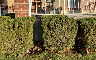 Photo of Daniel A.'s yard after getting landscaping in Kittanning, PA