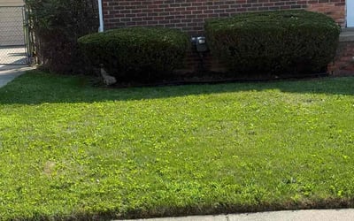 Photo of Cindy Z.'s yard after getting tree care in Clinton, MI