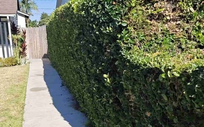 Photo of Debra M.'s yard after getting tree care in Vacaville, CA