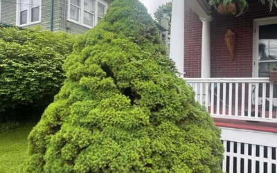 Photo of Tom H.'s yard after getting landscaping in Syracuse, NY