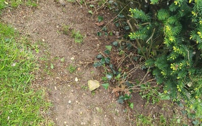 Photo of Leroy W.'s yard after getting landscaping in Heath, OH