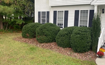 Photo of Mike H.'s yard after getting landscaping in Waverly, VA