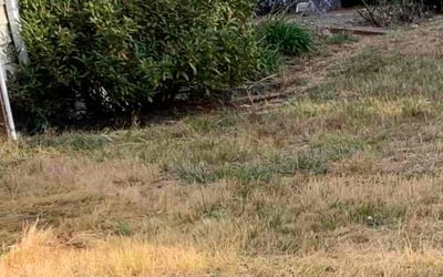 Photo of Tiffany H.'s yard after getting landscaping in Vashon, WA