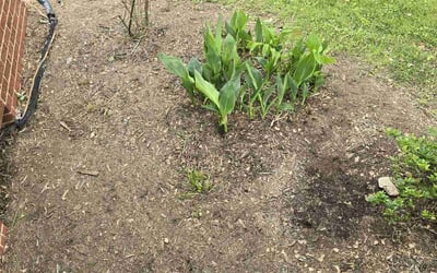 Photo of Nicole U.'s yard after getting landscaping in Asheville, NC
