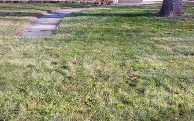 Photo of Steve H.'s yard after getting tree care in Little Falls, MN