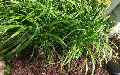 Photo of David O.'s yard after getting landscaping in Sumerduck, VA
