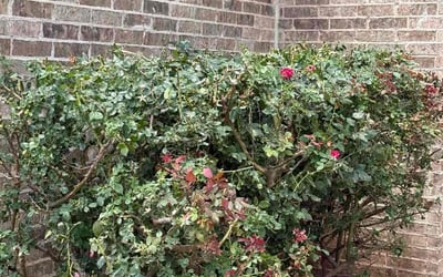 Photo of Courtney A.'s yard after getting tree care in Lubbock, TX