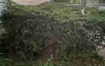 Photo of David S.'s yard after getting landscaping in Milwaukee, WI