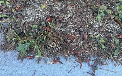 Photo of Robert R.'s yard after getting landscaping in Bryceville, FL