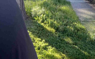 Photo of Jason C.'s yard after getting landscaping in Castro Valley, CA