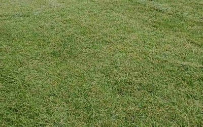 Photo of Meg G.'s yard after getting tree care in Columbia, MO