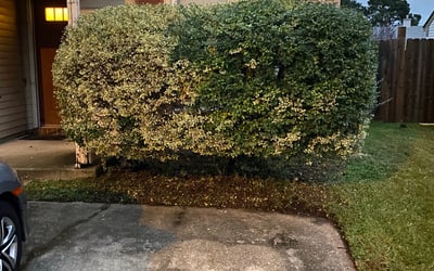 Photo of Louise A.'s yard after getting tree care in Hayes, VA