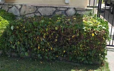 Photo of Sue A.'s yard after getting landscaping in Redondo Beach, CA