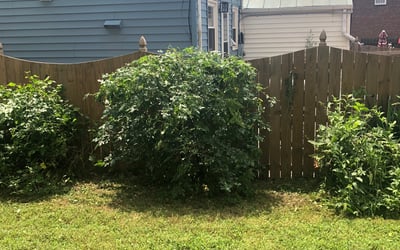 Photo of Joseph M.'s yard after getting landscaping in Jarratt, VA