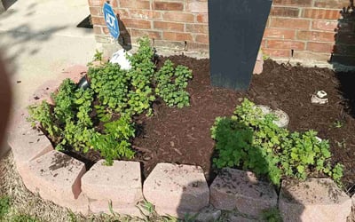 Photo of Lindsey G.'s yard after getting landscaping in Avalon, TX