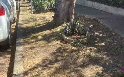 Photo of Natalie S.'s yard after getting landscaping in Valencia, CA