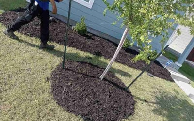 Photo of Ashley W.'s yard after getting landscaping in Princeton, TX