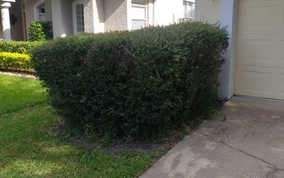Photo of Diann C.'s yard after getting tree care in Altoona, FL