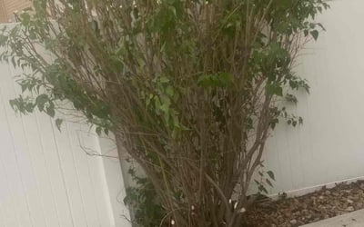 Photo of Patrick K.'s yard after getting landscaping in Windsor, CO