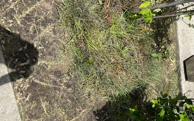 Photo of Chris P.'s yard after getting landscaping in Greensburg, LA