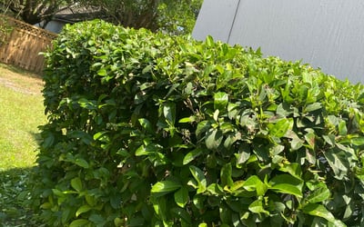 Photo of Craig C.'s yard after getting landscaping in Keystone Heights, FL